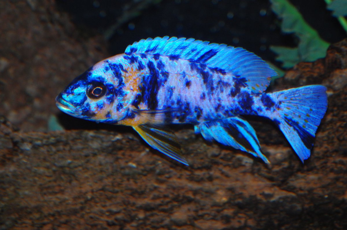 Рыба-эндемик щелочная тилапия