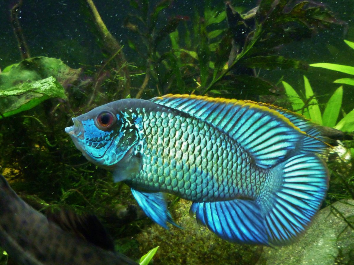 Самцы тиляпии на белом фоне