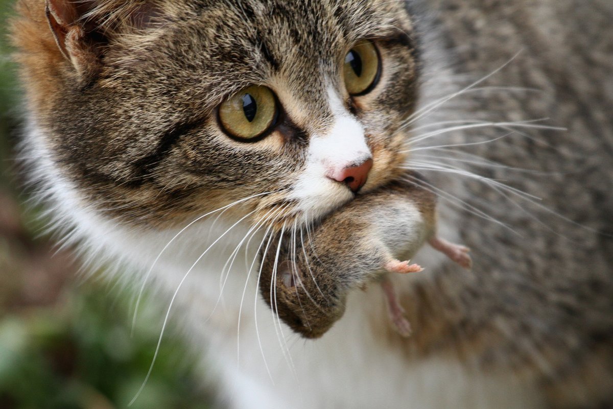 Кот поймал мышь