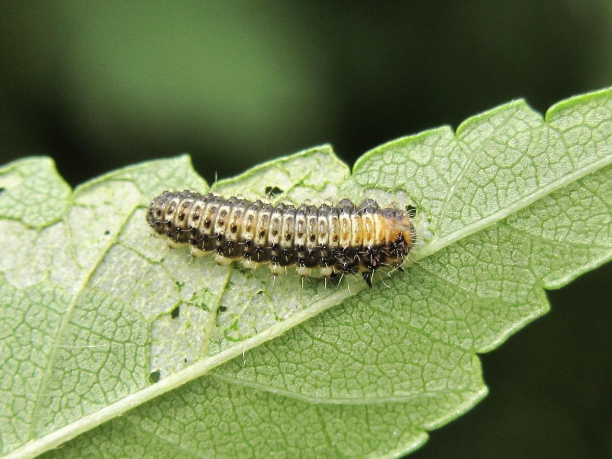 Личинки Жуков листоедов