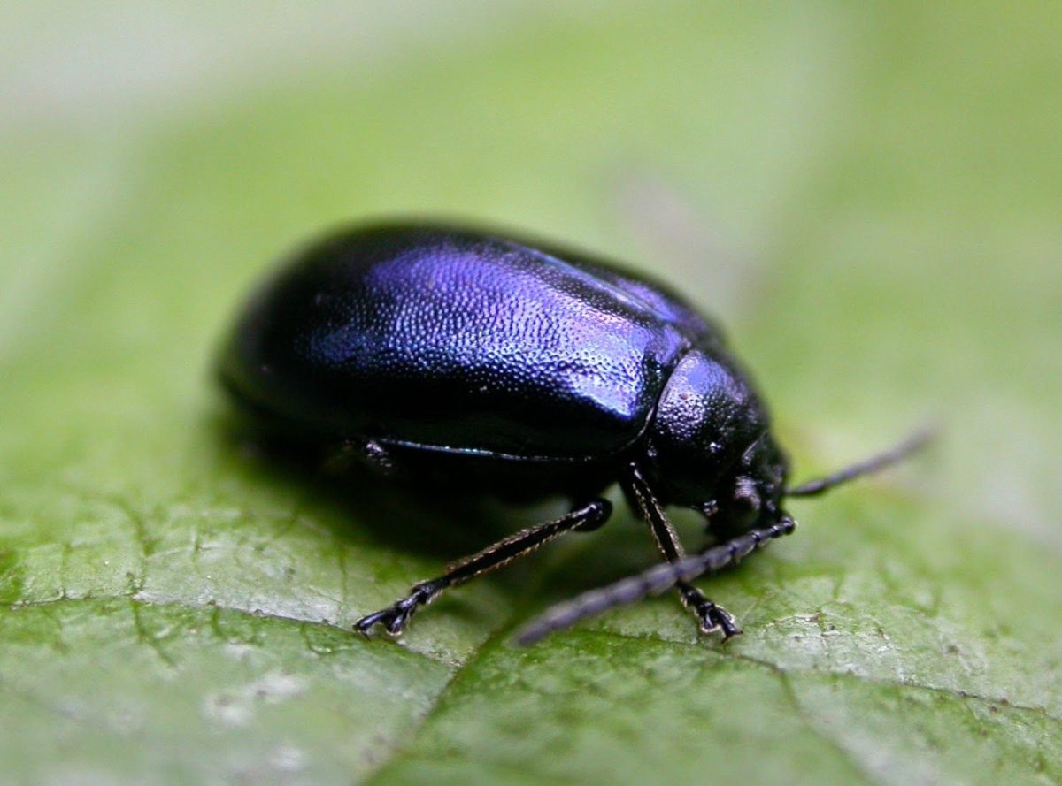 Жук рапсовый Листоед