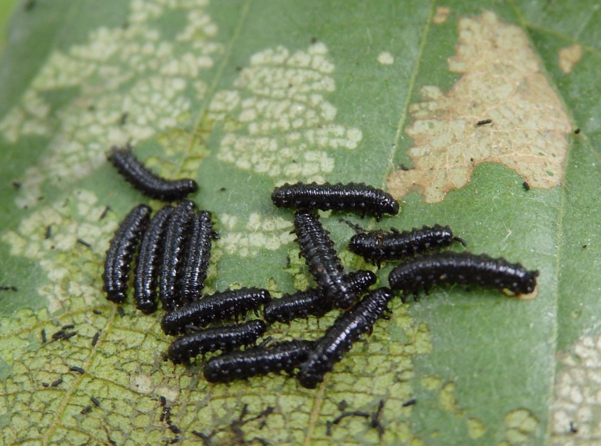 Ольховый Листоед личинки