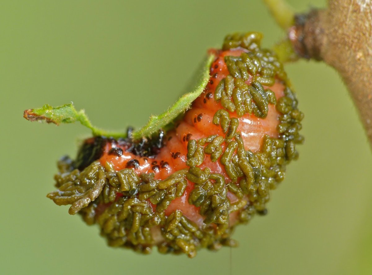 Амброзиевый полосатый Листоед