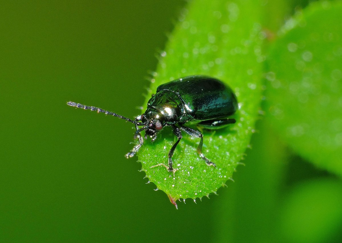 Черный Листоед Жук Листоед