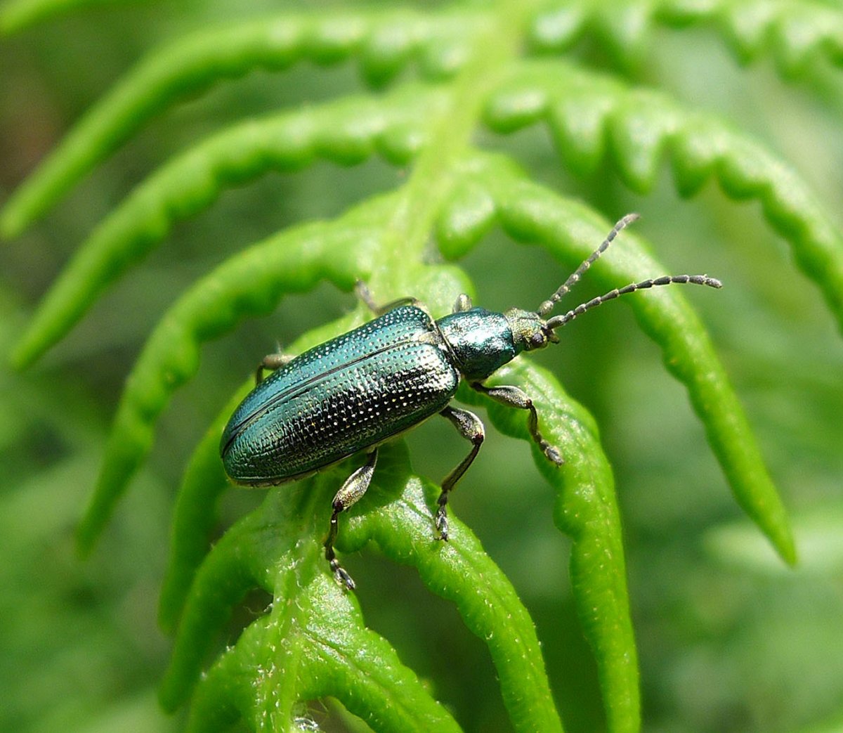 Жук Листоед