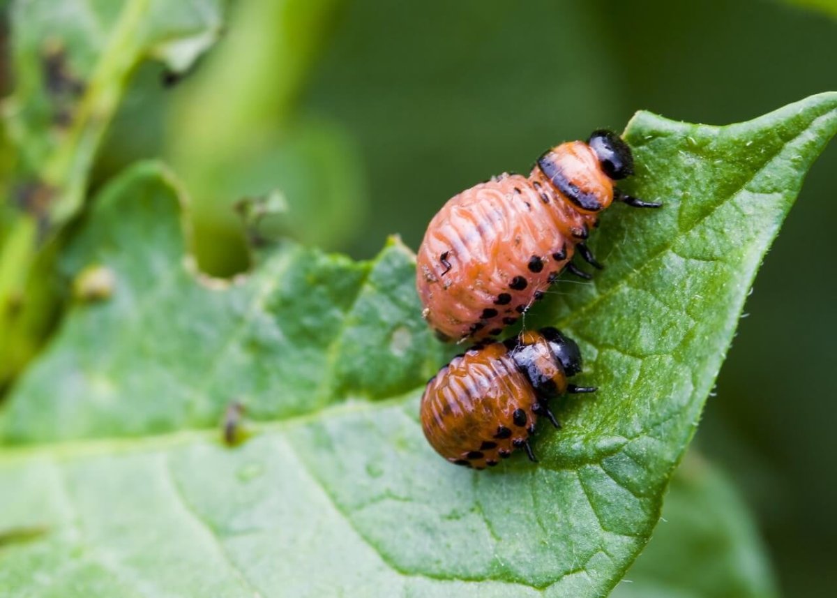 Ольховый Листоед личинки