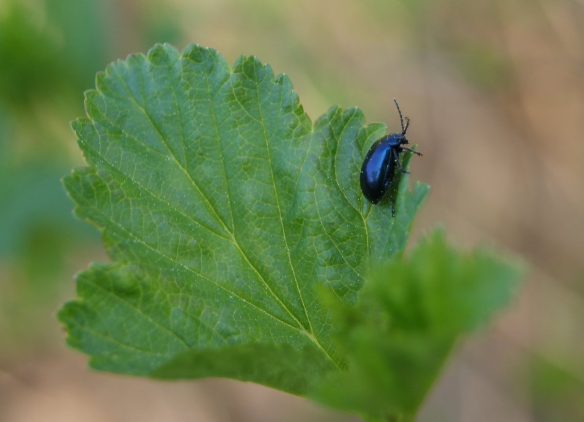 Личинка крестоцветной блошки