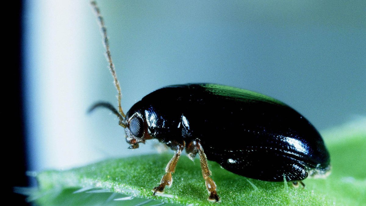 Личинка жуека ЛИСТОРЕЗА