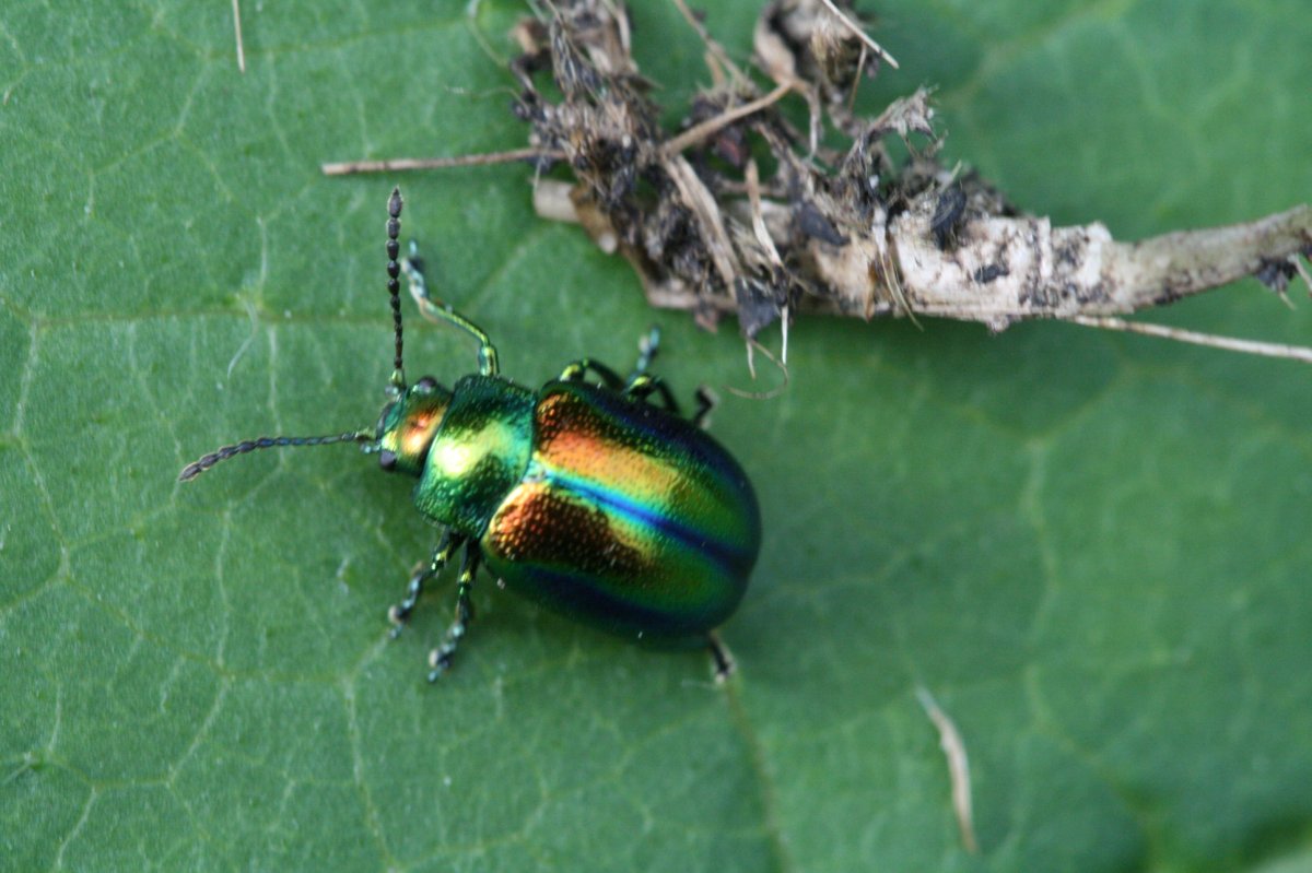 Северный кукурузный Жук