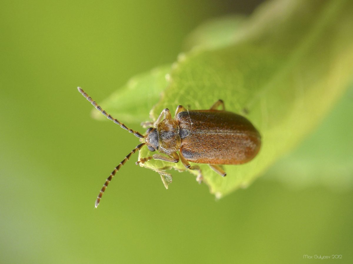 Листоед ивовый желтый