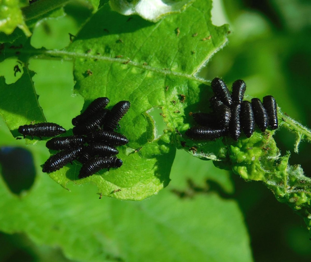 Личинка жука листоеда