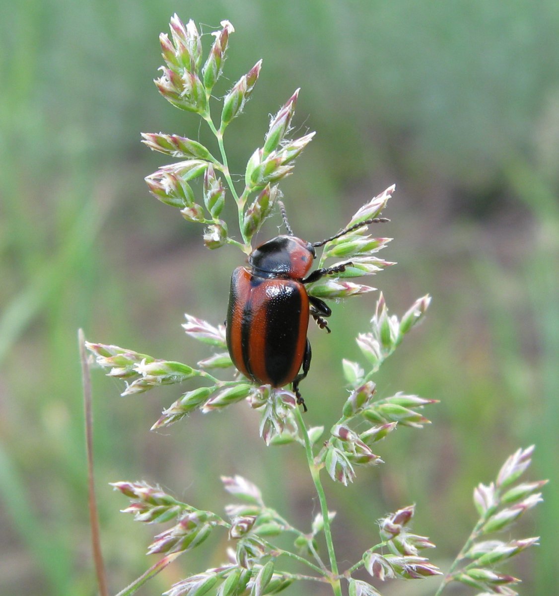 Колорадский Жук Leptinotarsa decemlineata