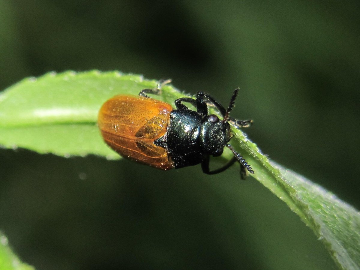Жук рапсовый Листоед