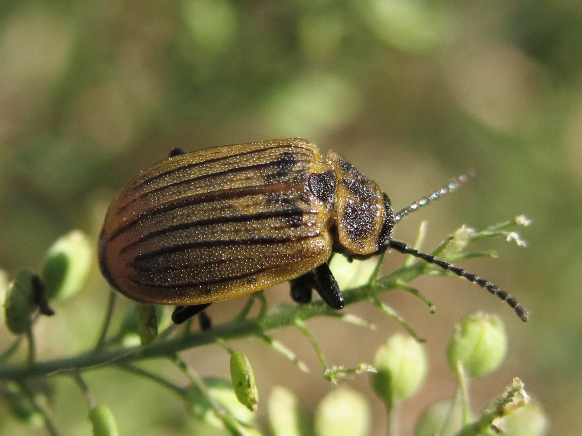 Жук рапсовый Листоед