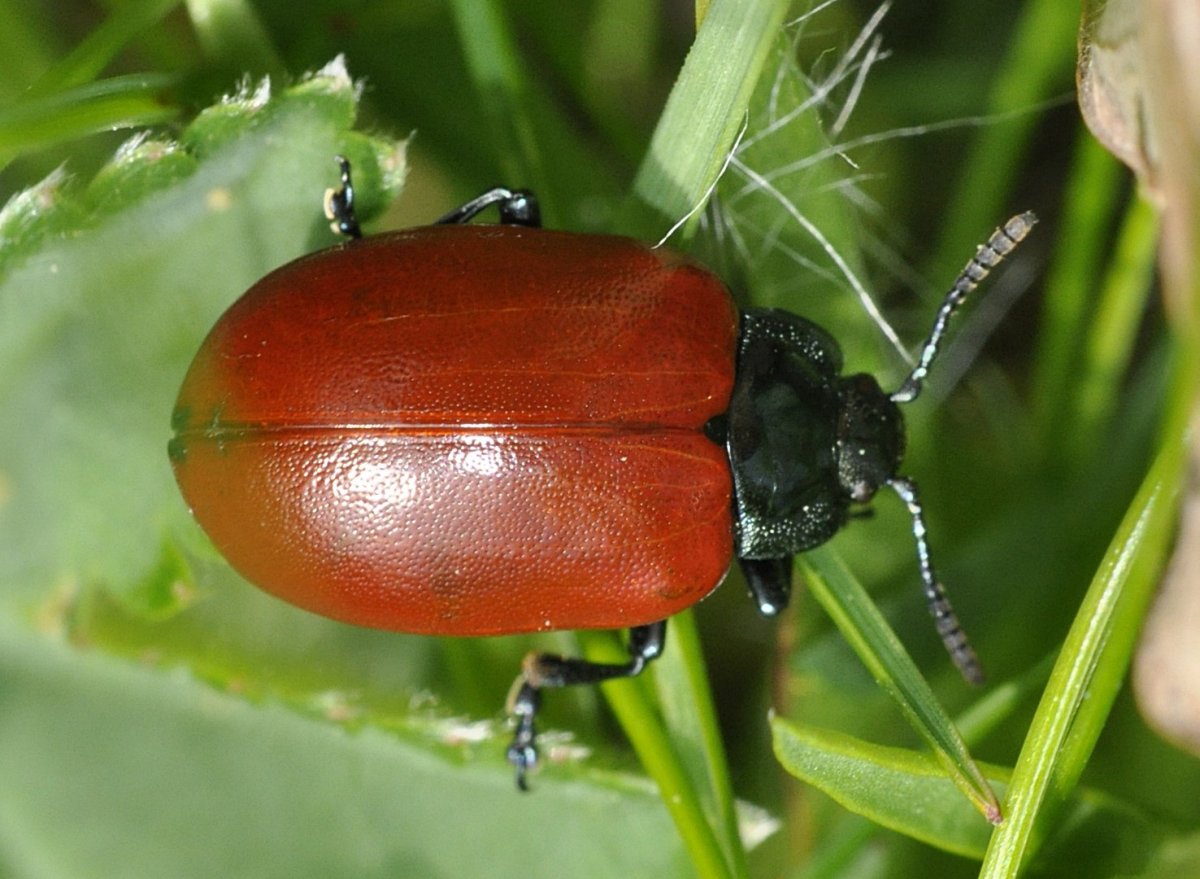 Листоед Тополевый (Chrysomela Populi)