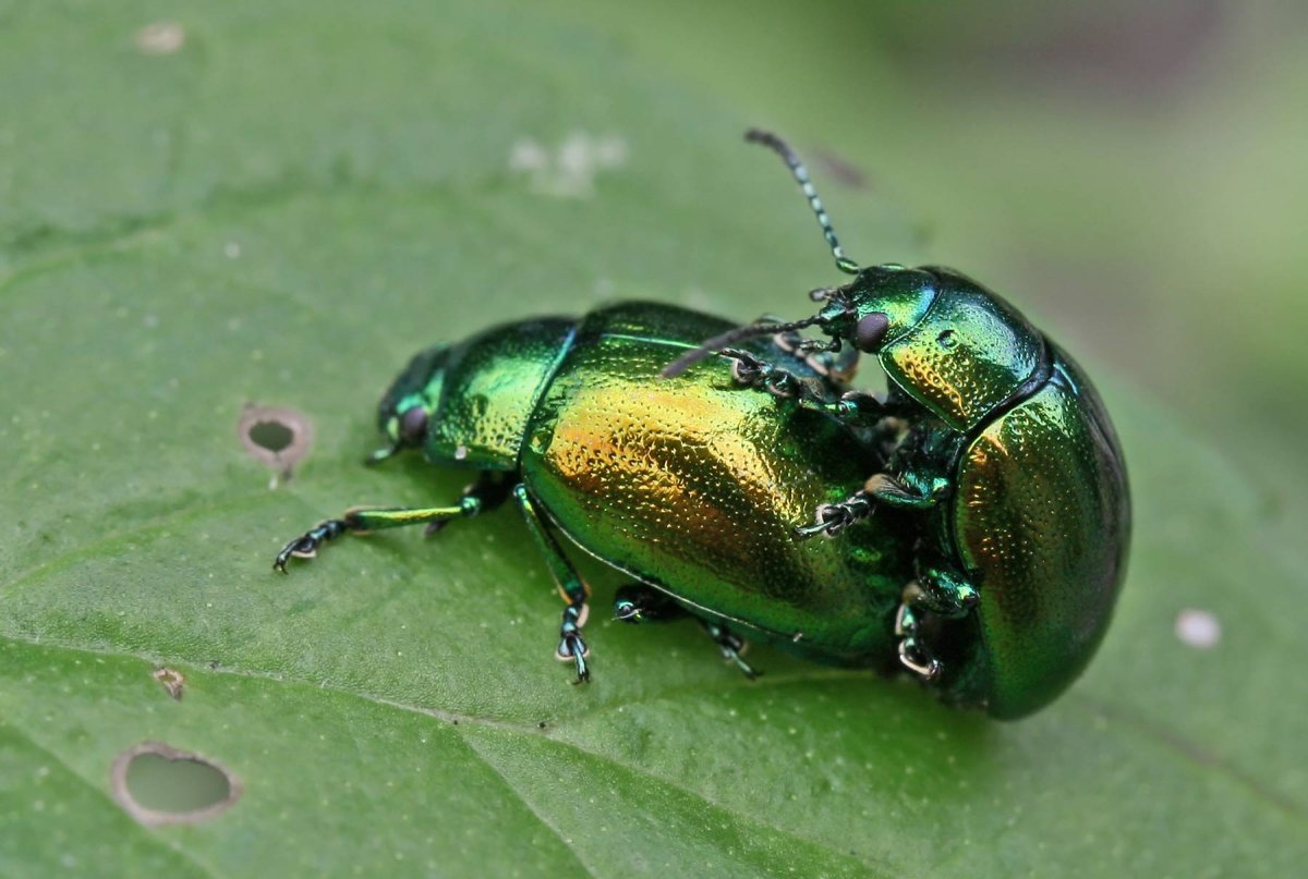 Бронзовка Жук Листоед