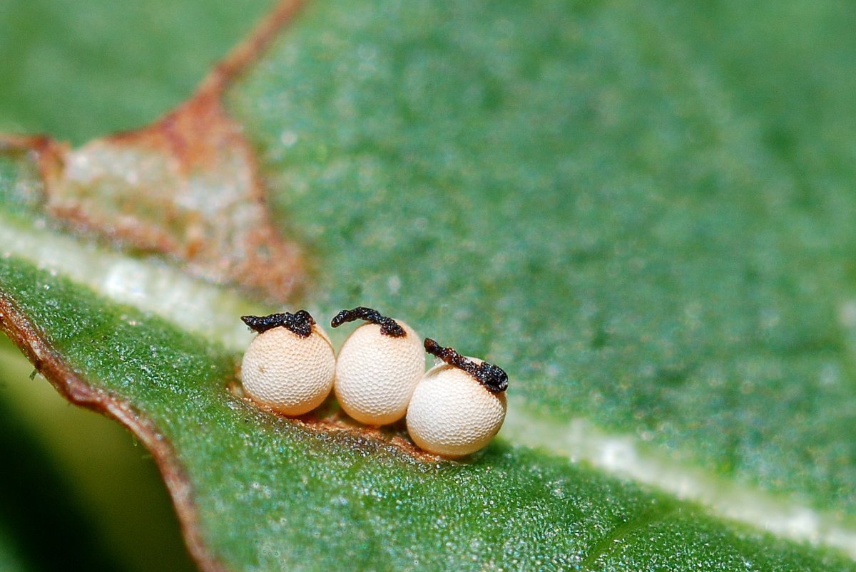 Рапсовая блошка личинки