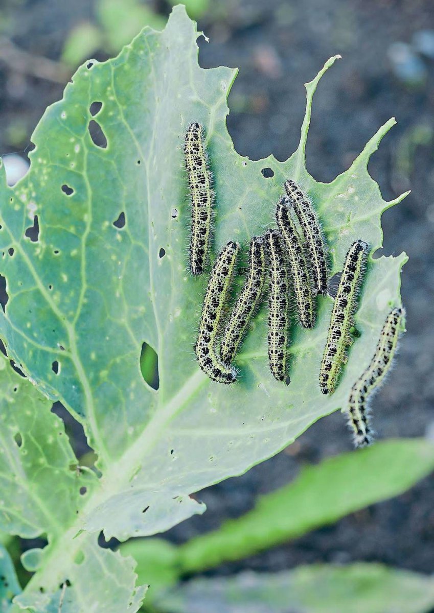 Гусеницы на капусте