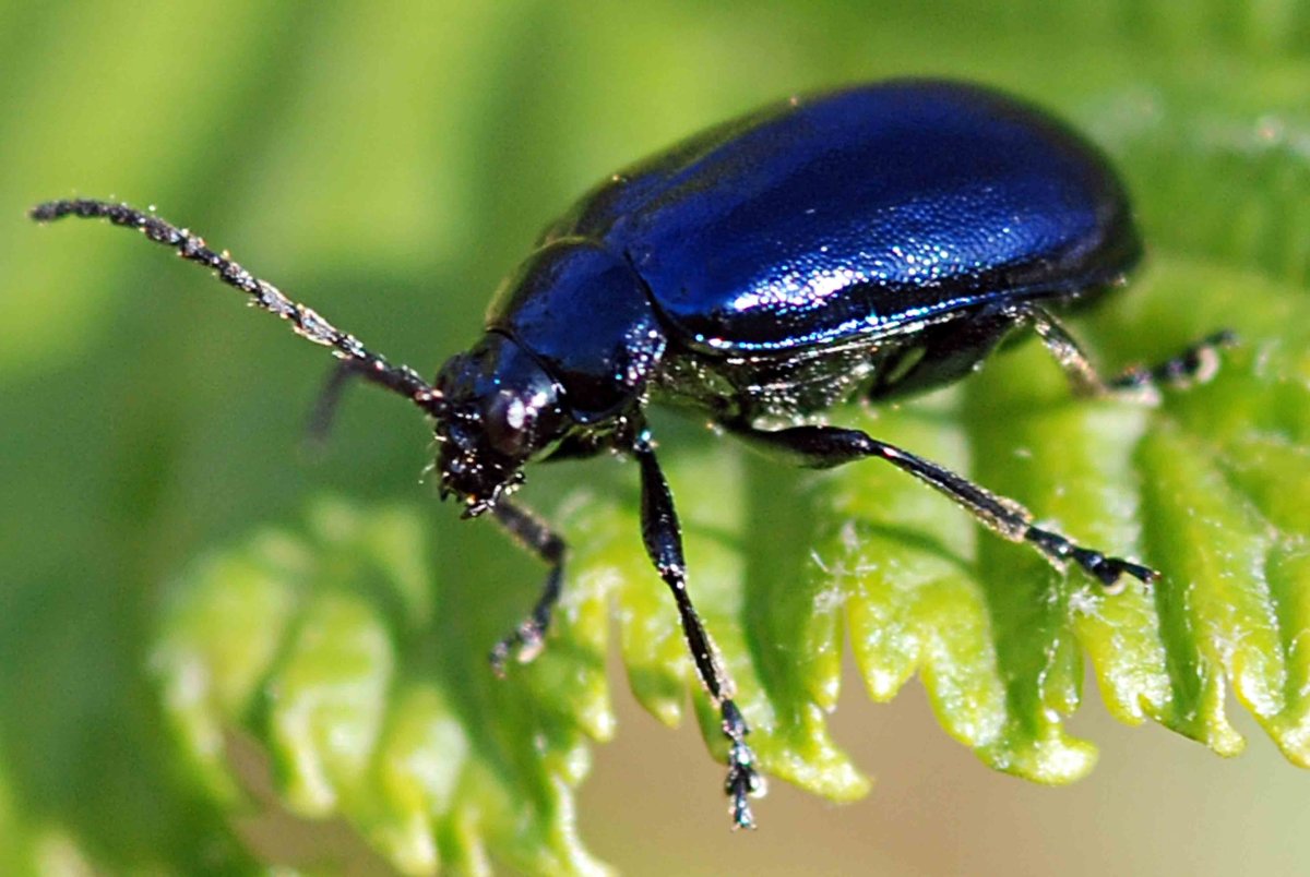 Красный Жук Листоед