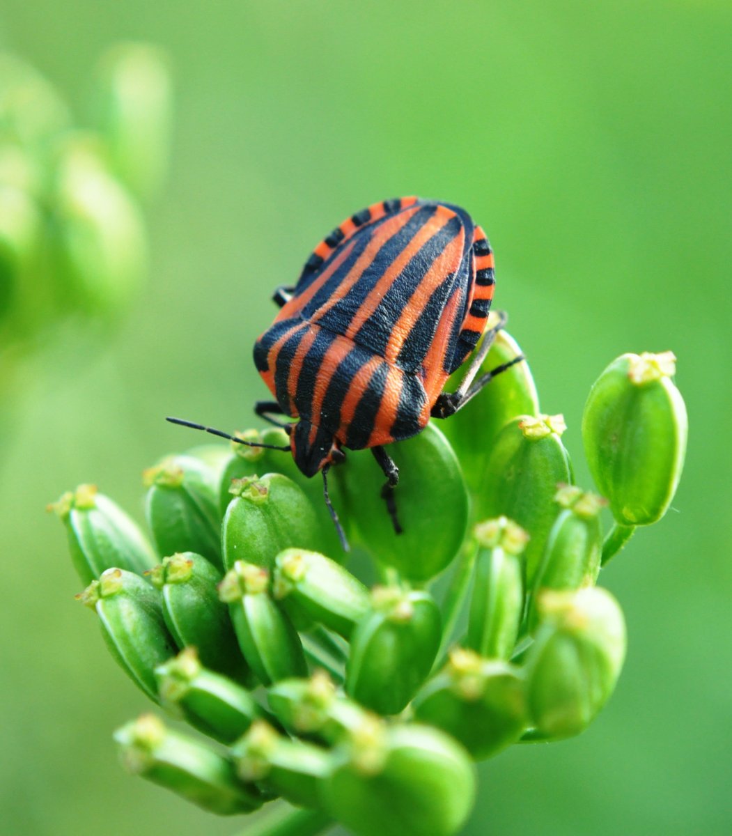 Листоед Земляная блошка