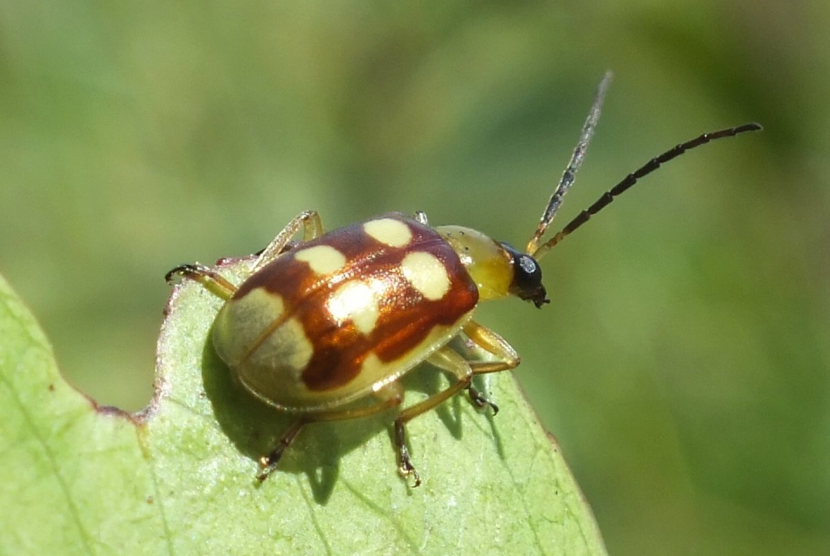 Рапсовый Листоед яйца и личинки