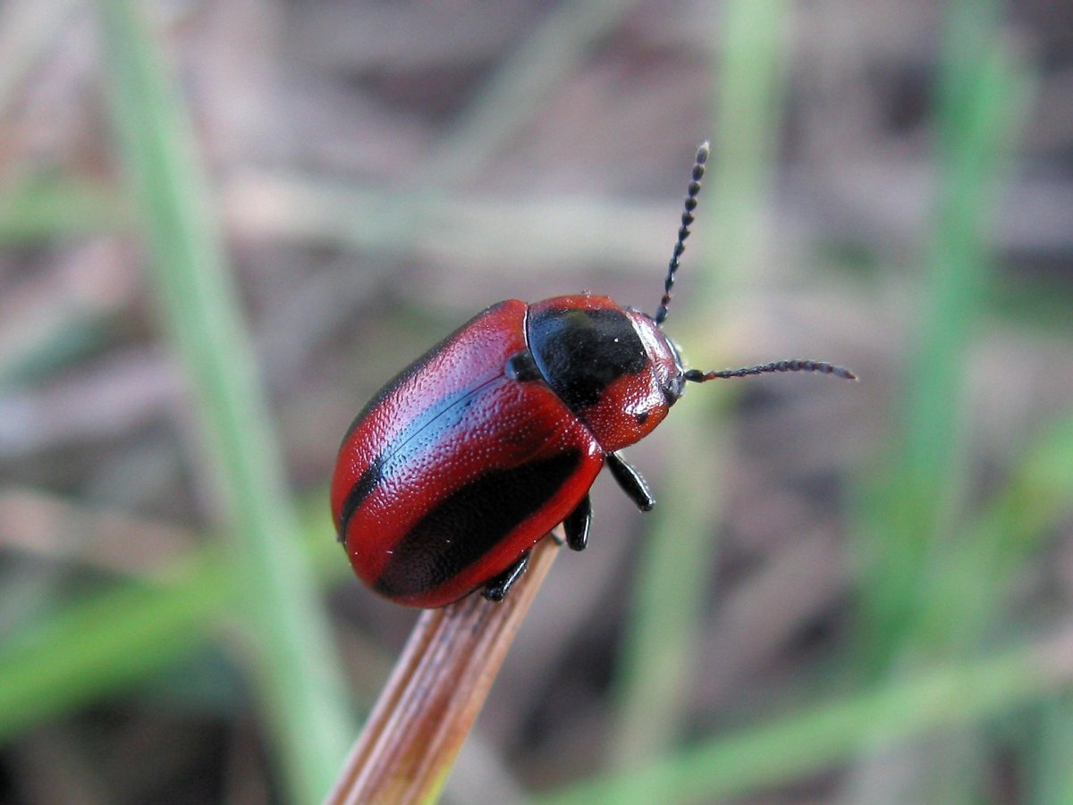 Огородная блошка полосатая