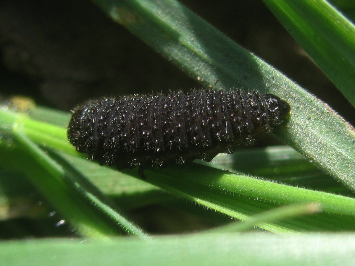 Жук рапсовый Листоед личинка