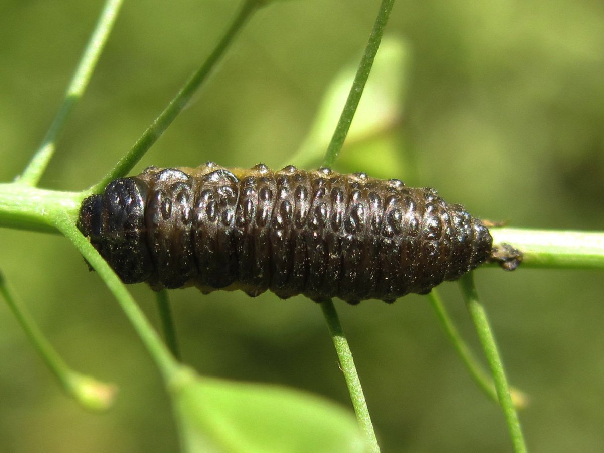 Жук рапсовый Листоед личинка
