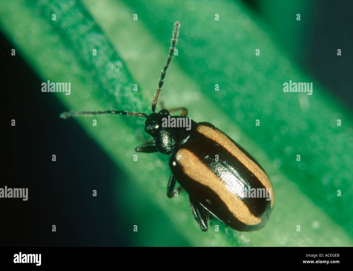 Рапсовый цветоед личинка