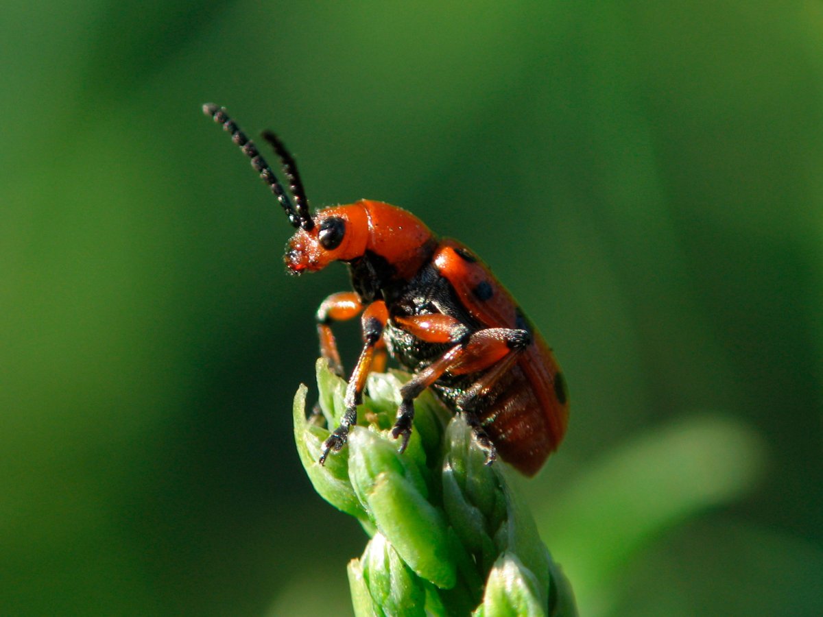 Полосатый Жук Листоед красный