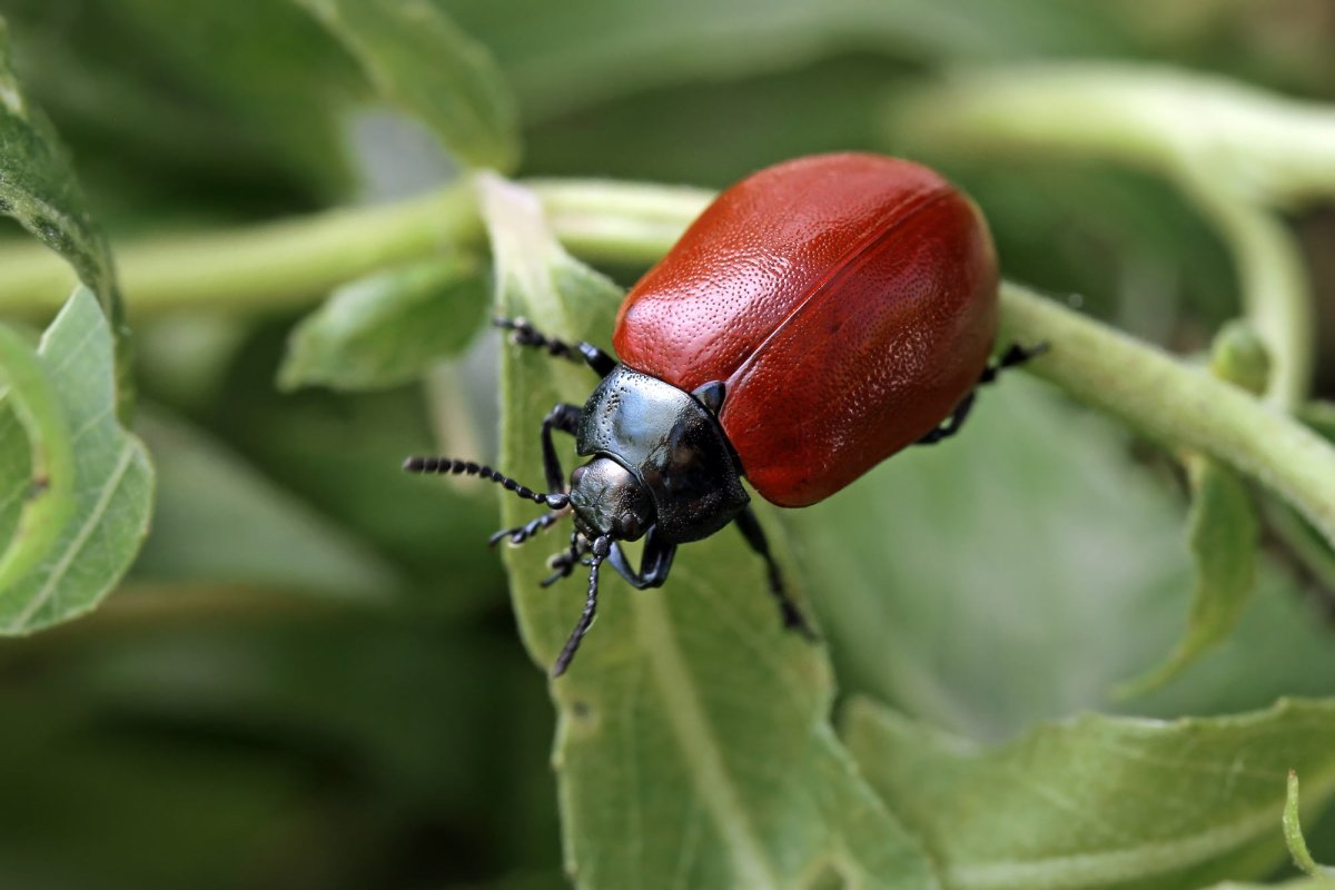 Вишневый Листоед Жук