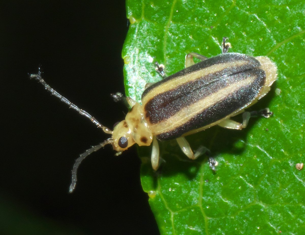 Жук рапсовый Листоед