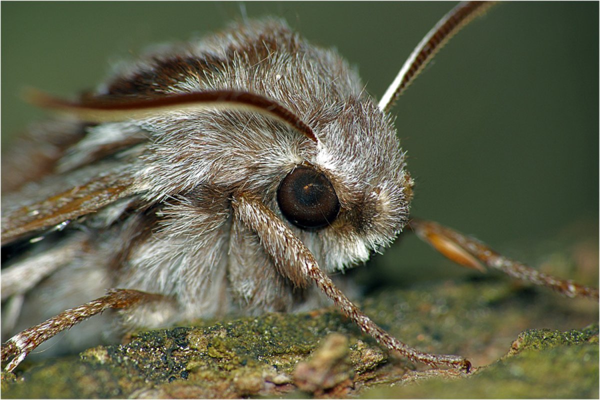 Сосновый Бражник бабочка