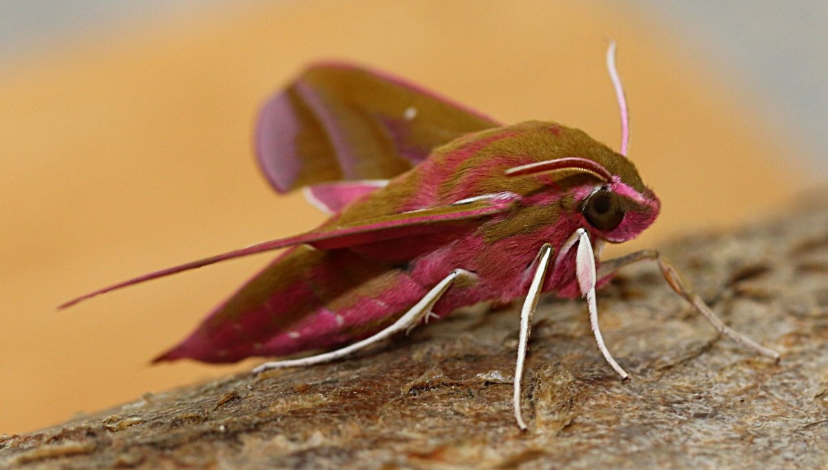 Тараканы и бабочки