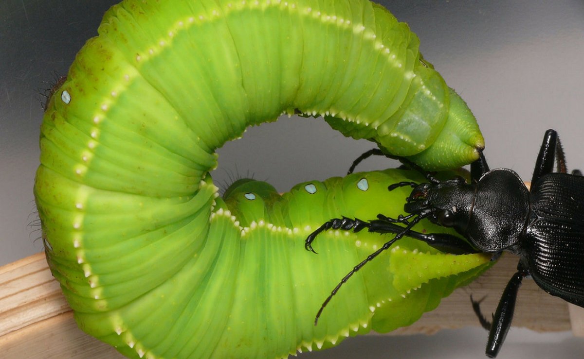 Жук ЛАРВА насекомое