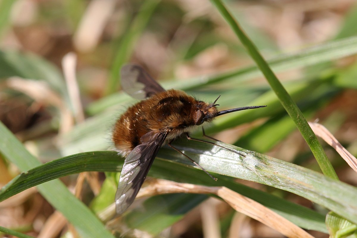 Шмель Бражник