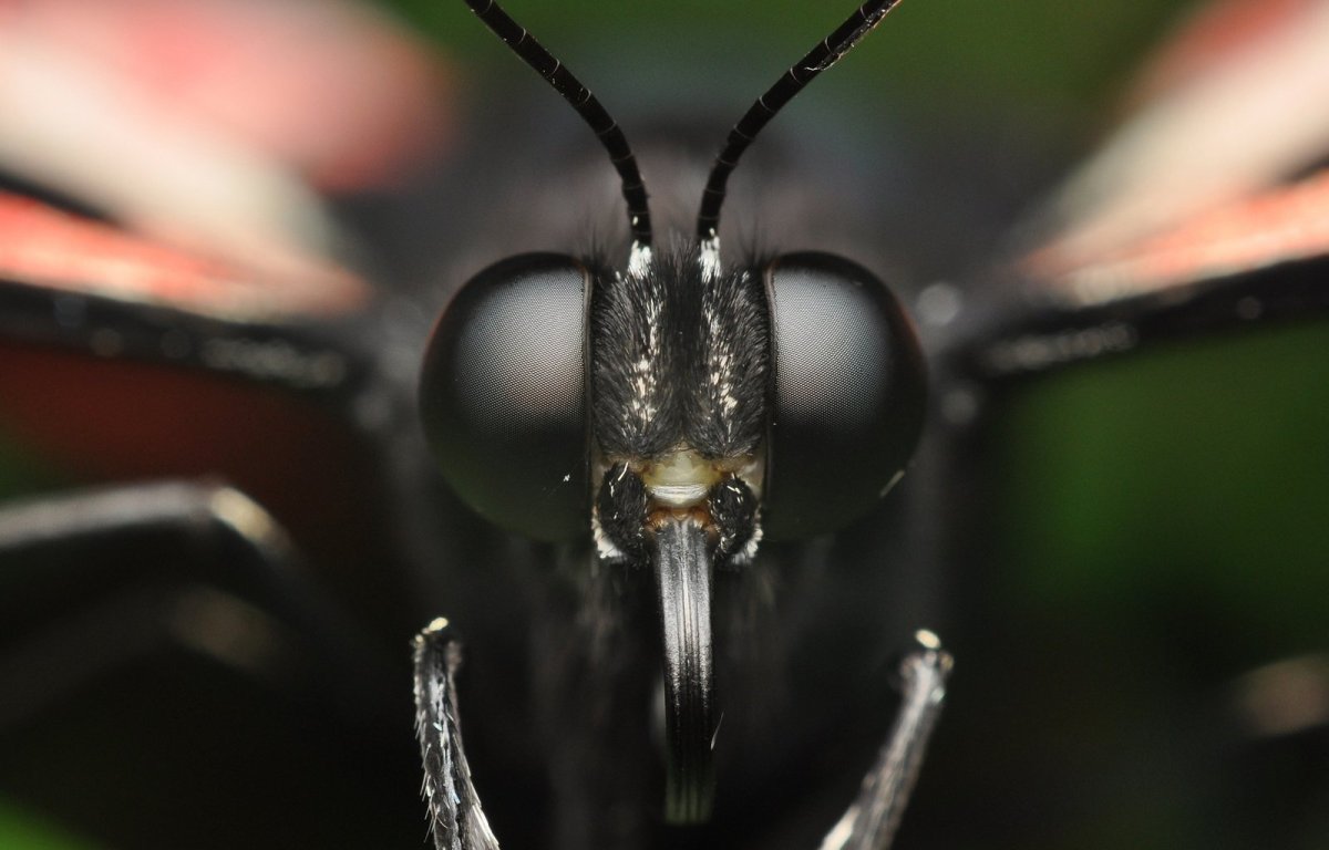 Рот бабочки