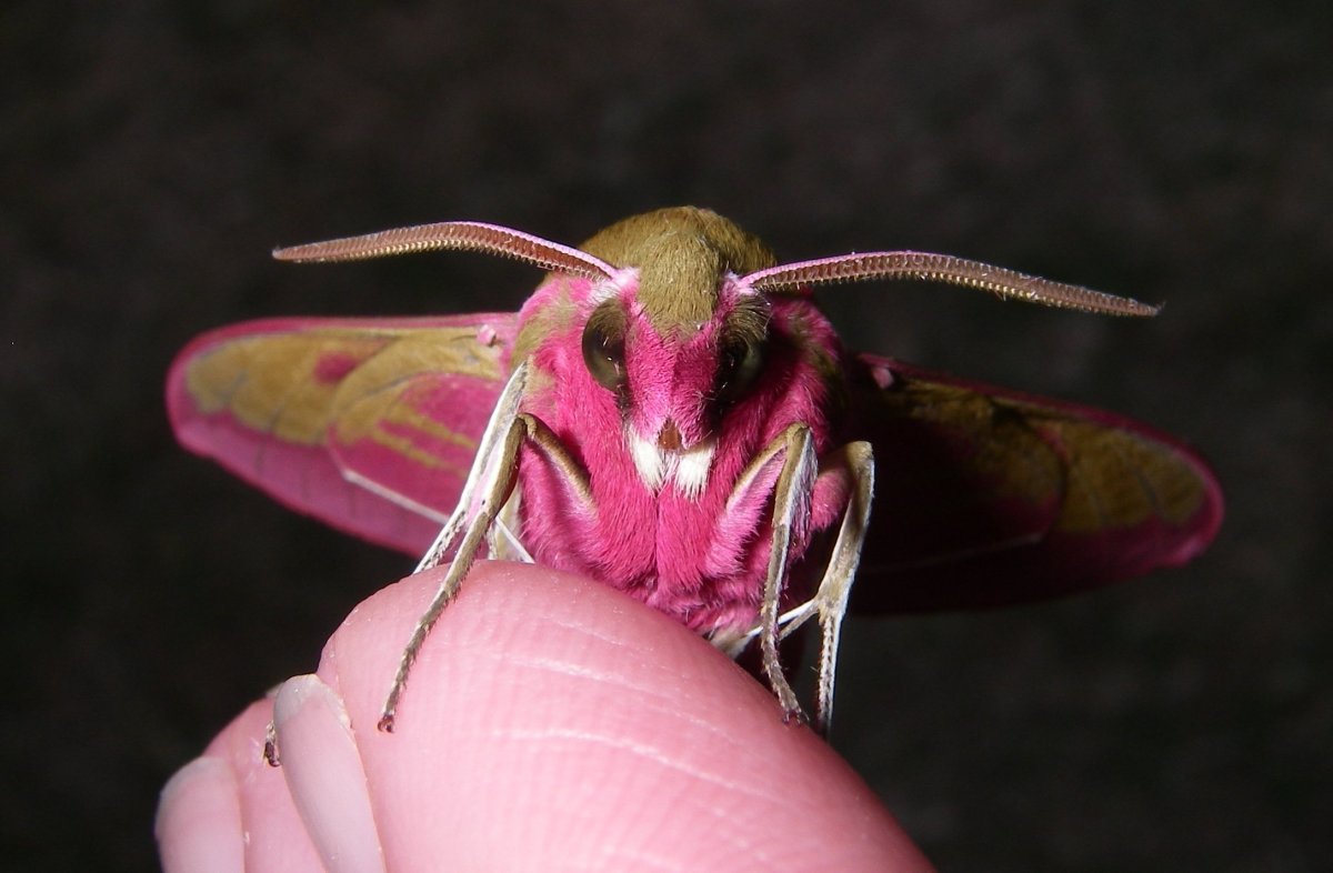 Кленовая моль