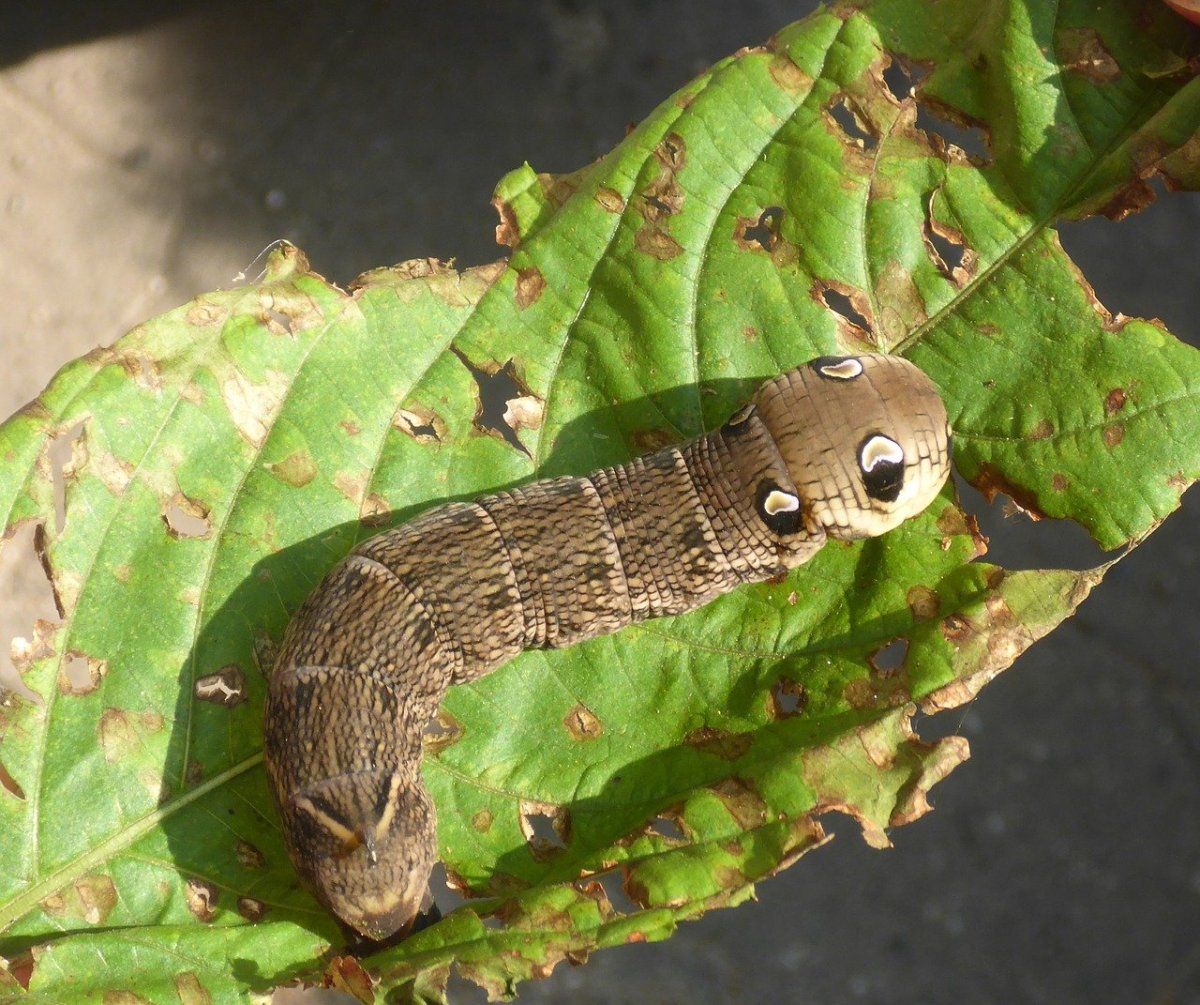 Caterpillar Larvae