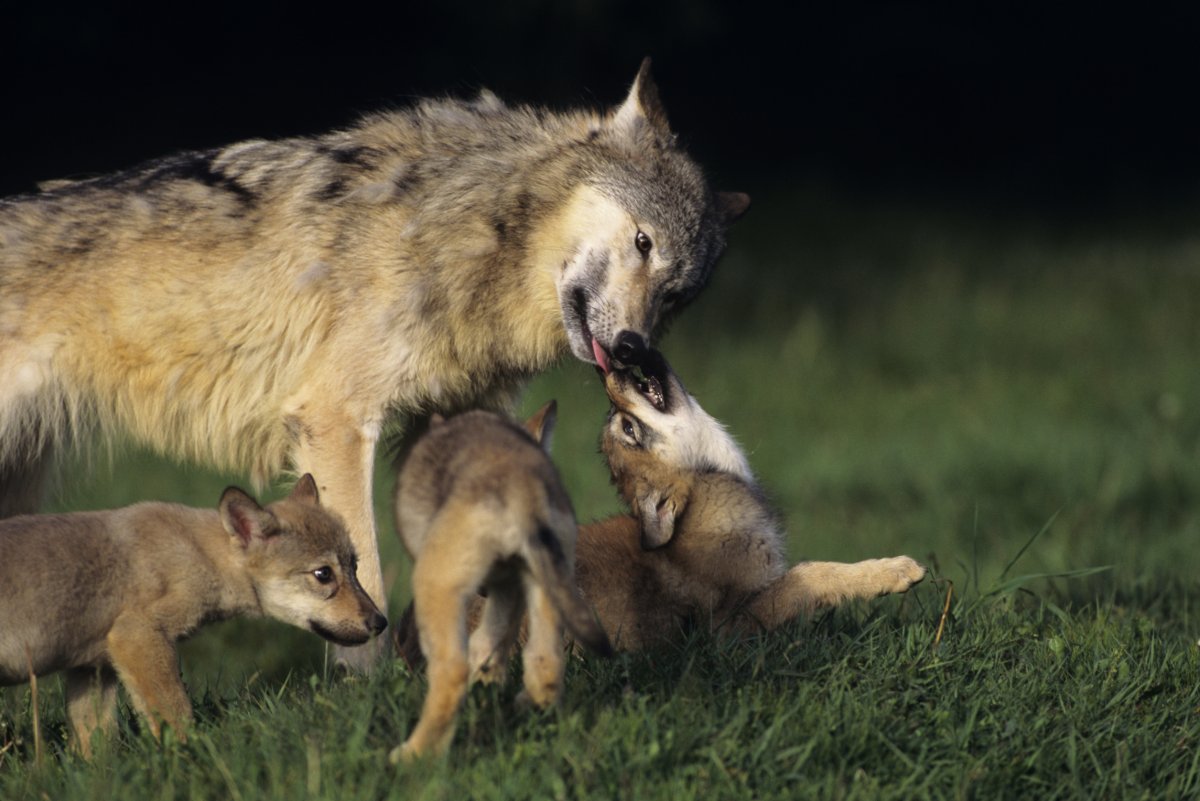 Мамы про волков. Межвидовая конкуренция между волком и лисицей. Кто сильнее волк или лиса. Волчонок для детей. Фото тату волк и Волчонок.