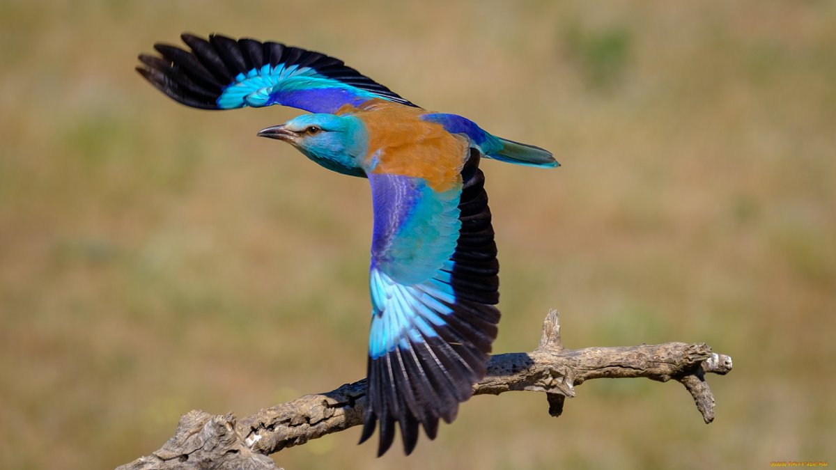 Ракша сизоворонка