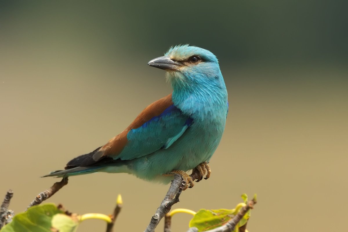 Ракша сизоворонка