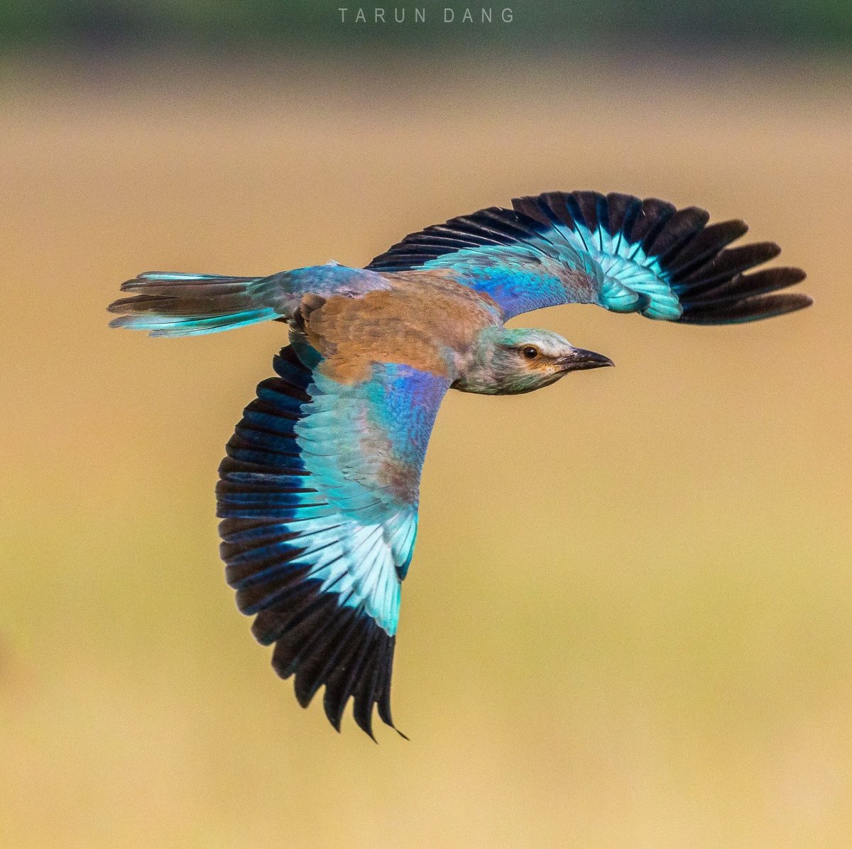 Голубая сизоворонка