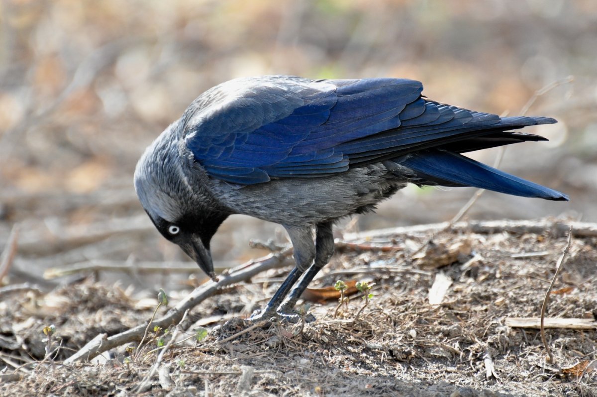 Голубая Грандала