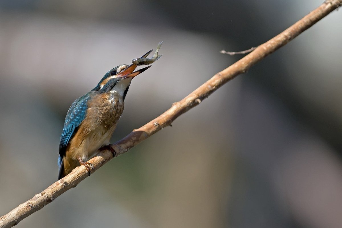 Галка черная птица