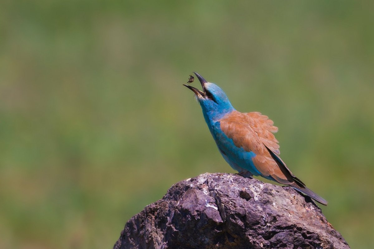 Ракша сизоворонка