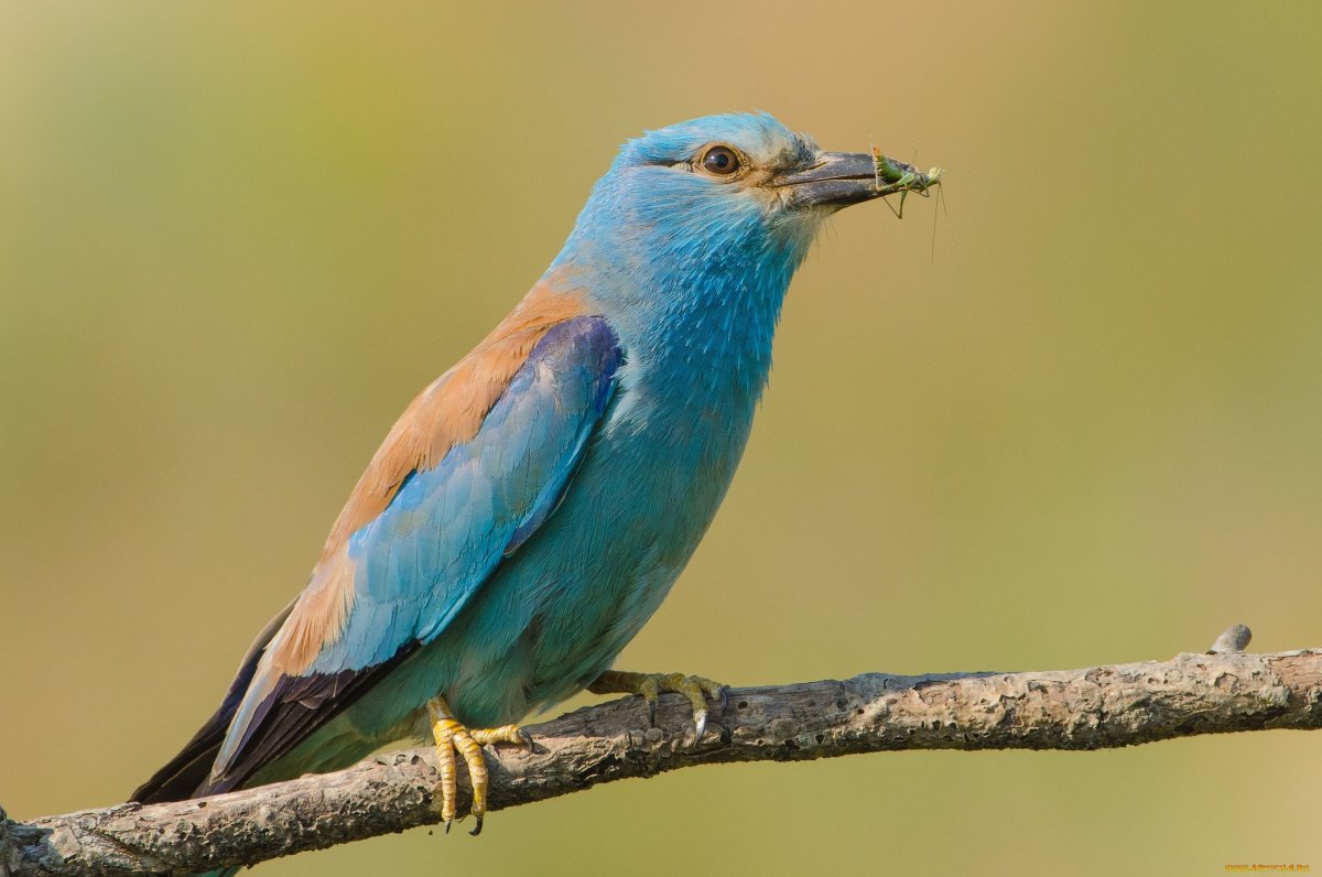 Ракша сизоворонка