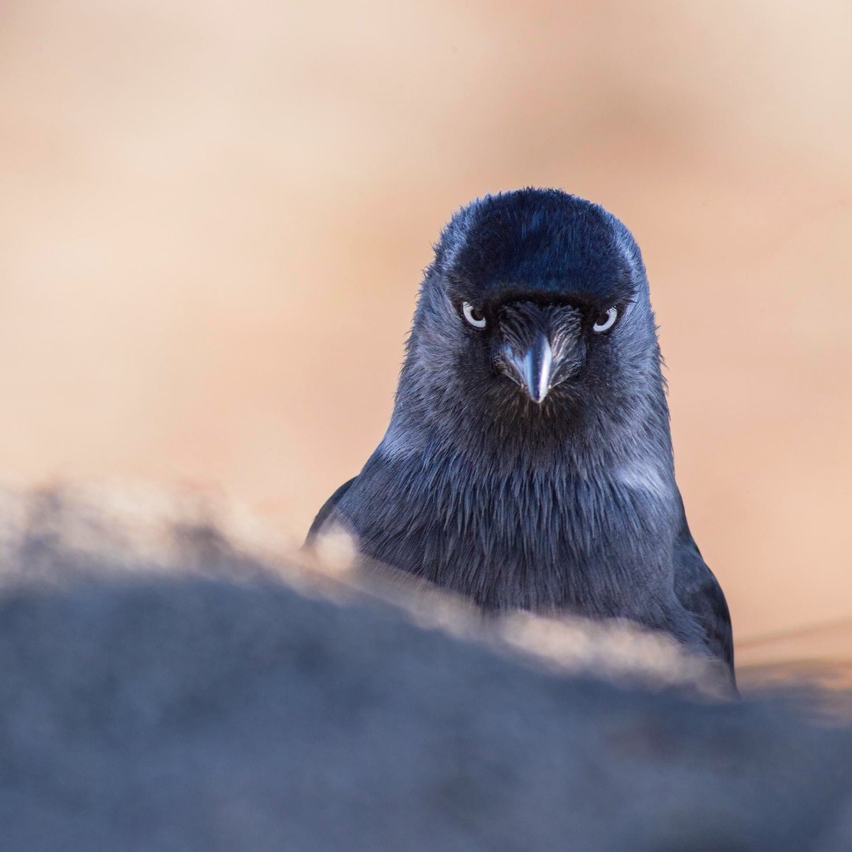 Птичка с голубым клювом