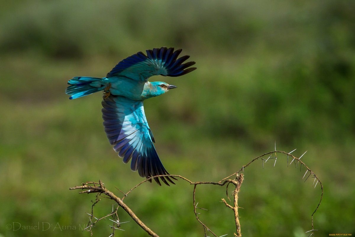 Галка семейство вороновых
