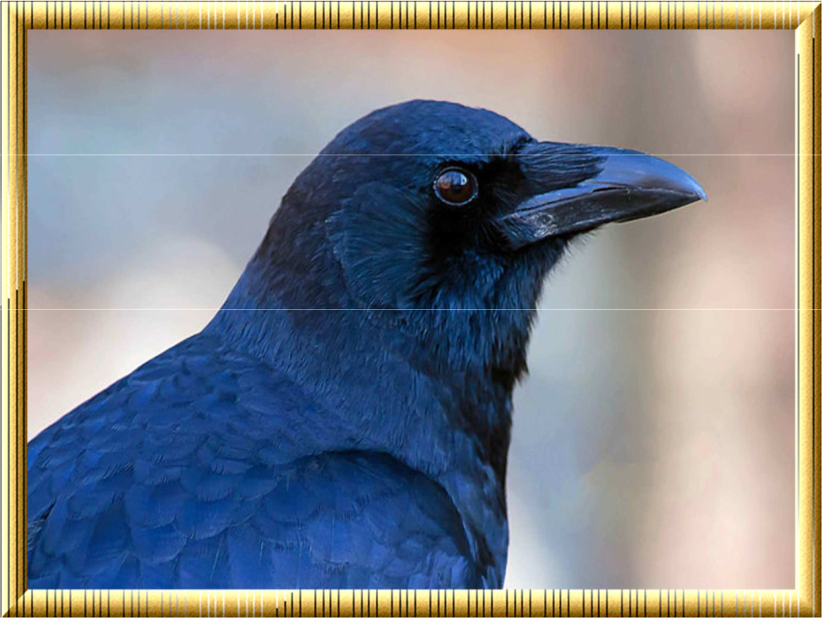 Сиалия Лазурная птица